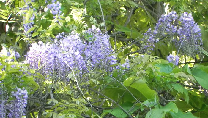 珍しい山野草「シラネアオイ」 | 裏五頭山荘